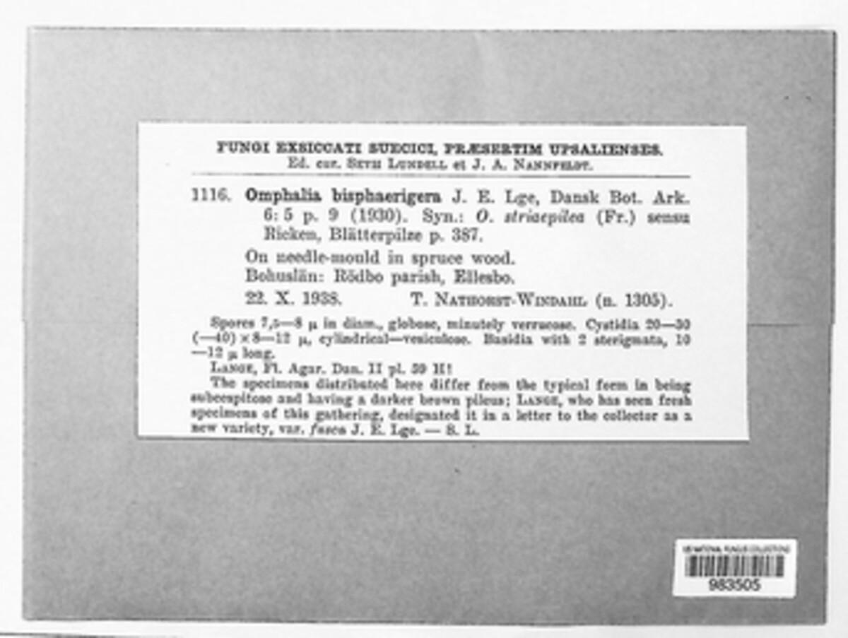 Fayodia bisphaerigera image
